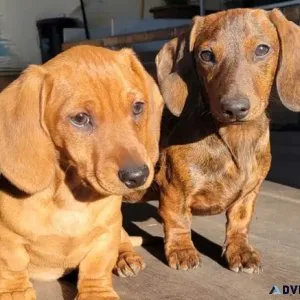 dachshund puppies