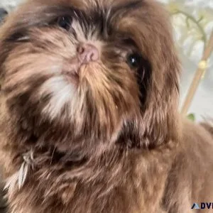 Female Shih tzu