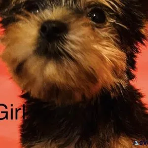 Yorkie Puppies