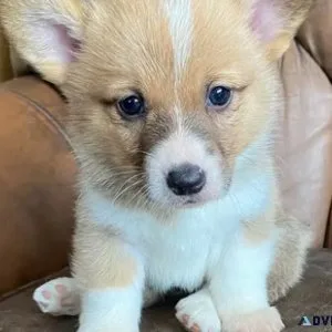 Pembroke Welsh Corgi