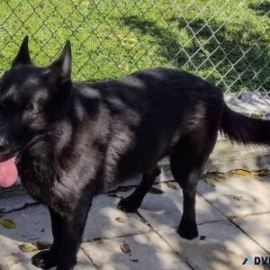 AKC Black German Shepherd Dog