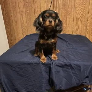 Cavalier King Charles Spaniel