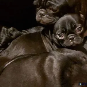 pug puppies