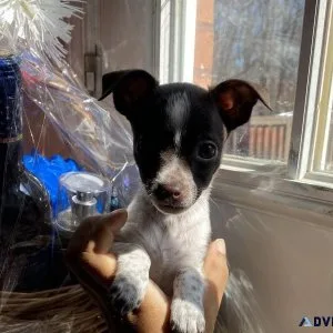 Chihuahuas puppies