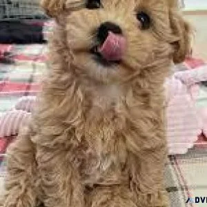 ADORABLE MALTIPOO FOR SALE