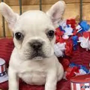 French Bulldogs Puppies