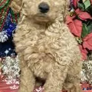 F1 goldendoodle
