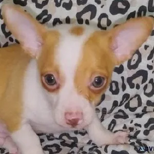 Beautiful Toy Size Chihuahua