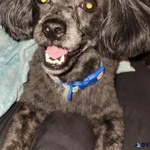 Toy poodle stud