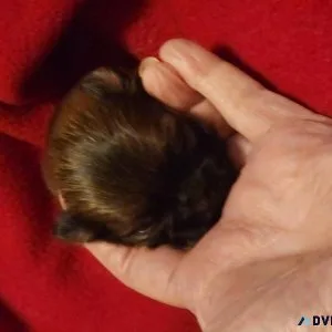 Mi-ki boy puppies
