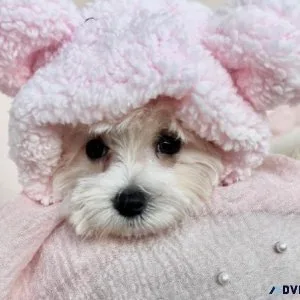 DOGS FOR SALE MALTESE POMERANIAN POODLES FRENCH BULLDOGS YORKIES