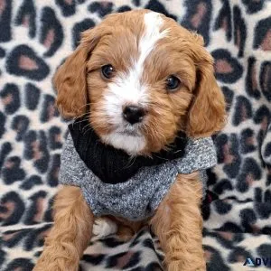 Cavapoo  puppies