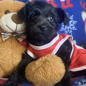 Schnoodle puppy