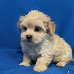 Maltipoo Puppies