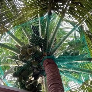 Coconut tree safety nets
