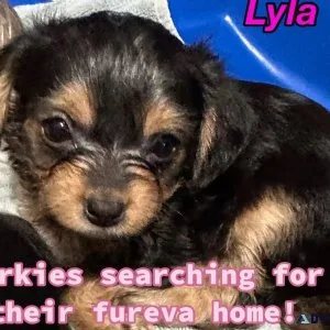 Yorkies