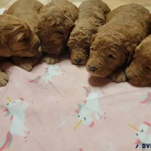 Goldendoodle Puppies