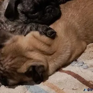pug puppies