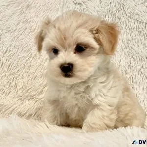 Maltipoo Puppies