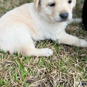 AKC lab puppies