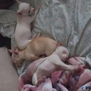 Chihuahua puppies