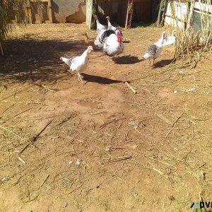 Turkeys  and Roosters