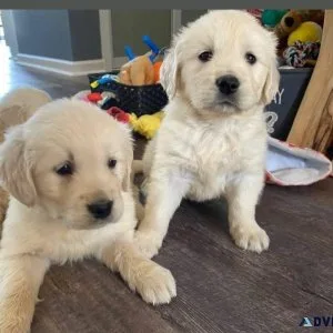 Sensational Golden Retriever puppies