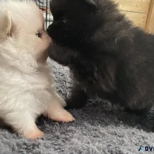Playful Pomeranian pups