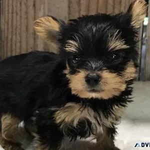 Tiny Yorkie Pups