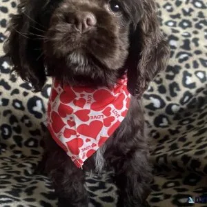 Adorable Cocker Spaniels