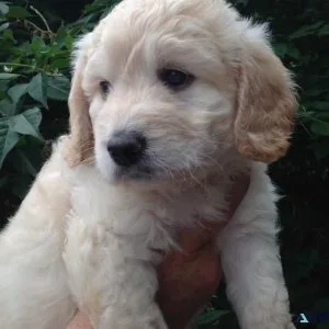 Mini Goldendoodle Puppies