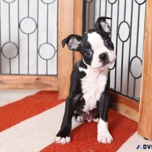 Boston Terrier Puppies
