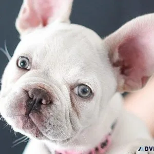 GORGEOUS FRENCHTON PUPS