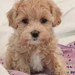 Adorable Toy Maltipoo Puppies