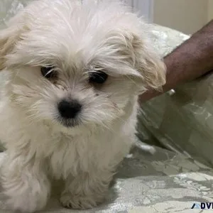 Malti-Poo