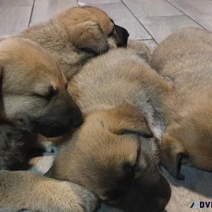 Puppies
