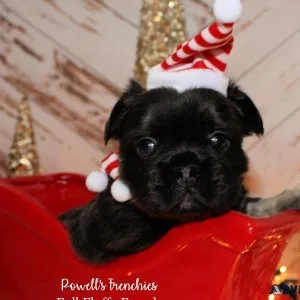 Fluffy French Bulldog