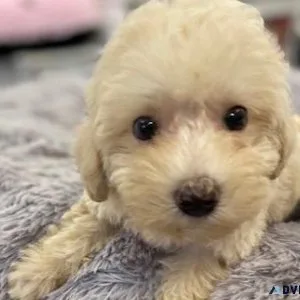 POODLE PUPS TOYMINI
