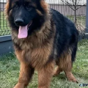German Shepherd male
