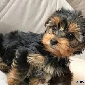 Yorkiepoo Puppies