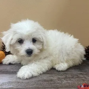 CKC purebred Bichon frice