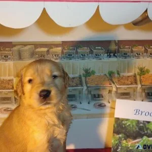 Golden Retriever Puppies