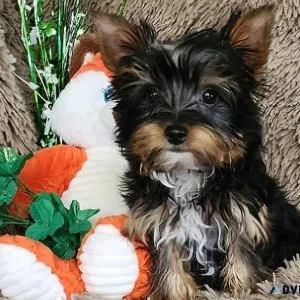 Adorable Yorkie Boy