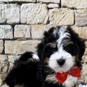 F2b Mini Bernedoodles