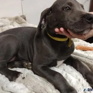 Blue Great Danes