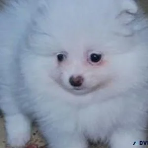 sdaafsa Perfect Pomeranian Puppies.