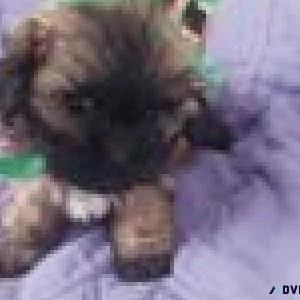Teddy Bear Puppies