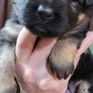 Akc german shepherd