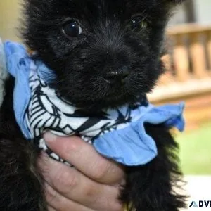 Lovely Cairn Terrier puppies