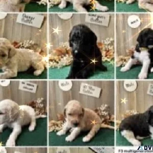 F3 Multigenerational labradoodle puppies